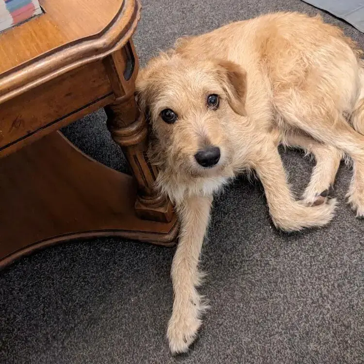 Poodle (Miniature)
