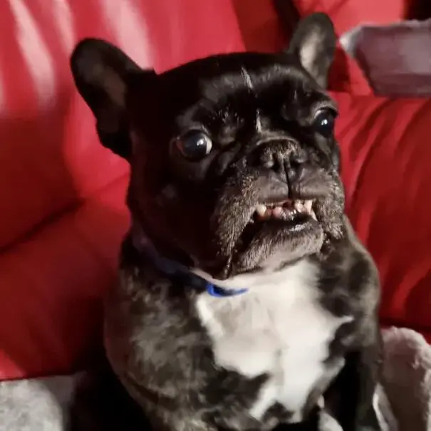 French Bulldog