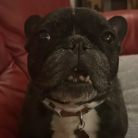 French Bulldog