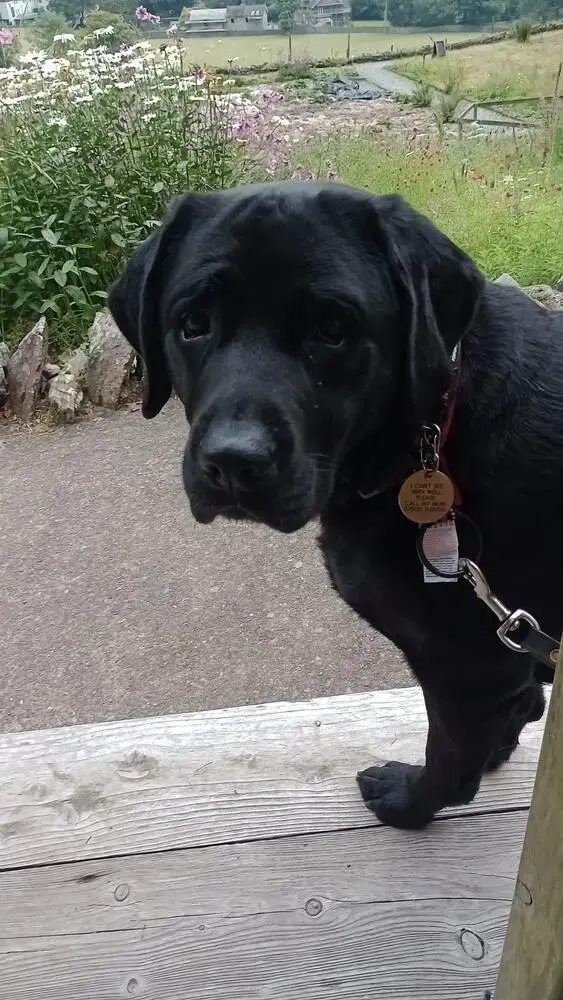 Labrador Retriever