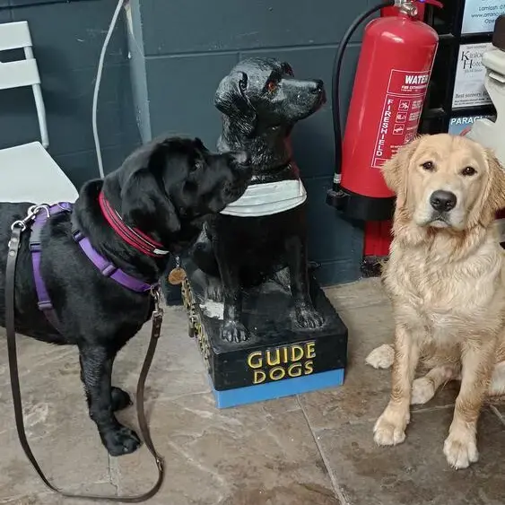 Labrador Retriever