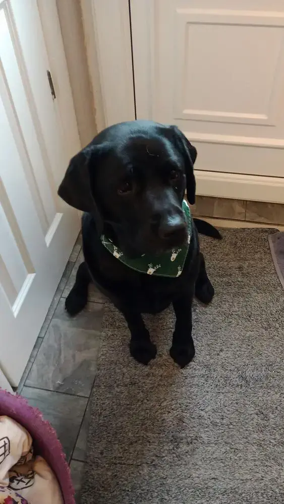 Labrador Retriever
