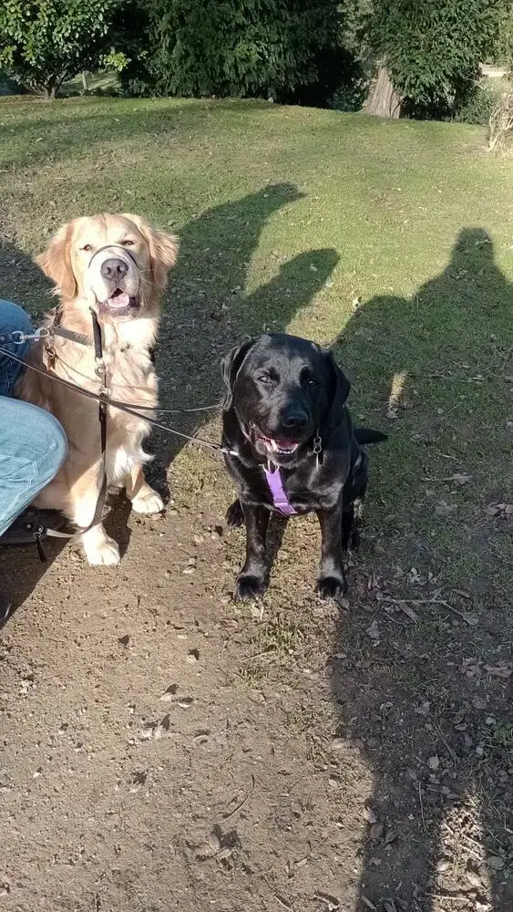 Labrador Retriever