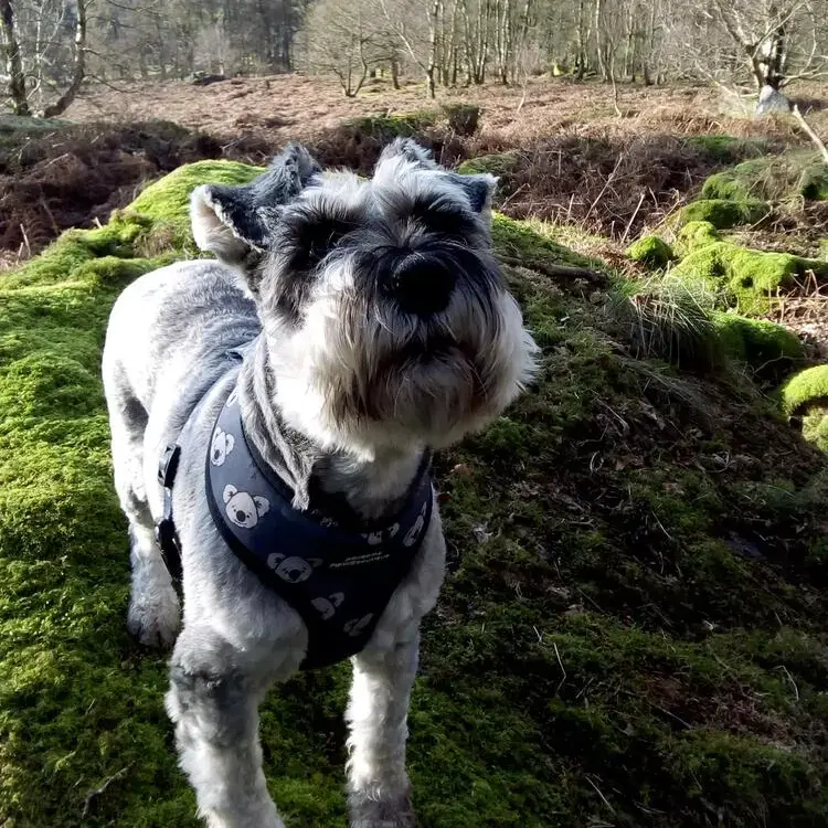 Schnauzer (Miniature)