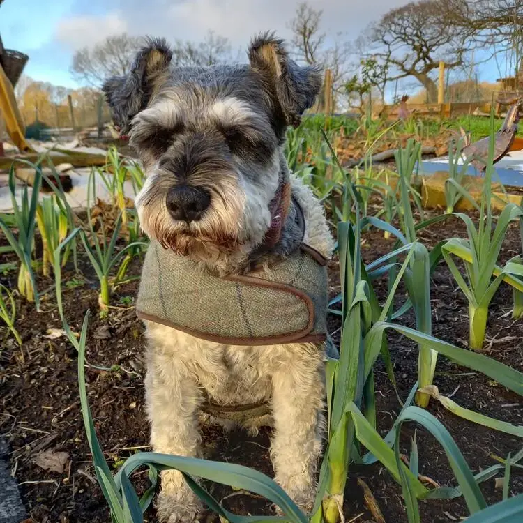 Schnauzer (Miniature)