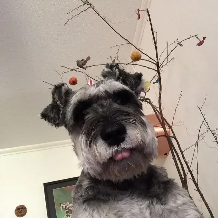 Schnauzer (Miniature)
