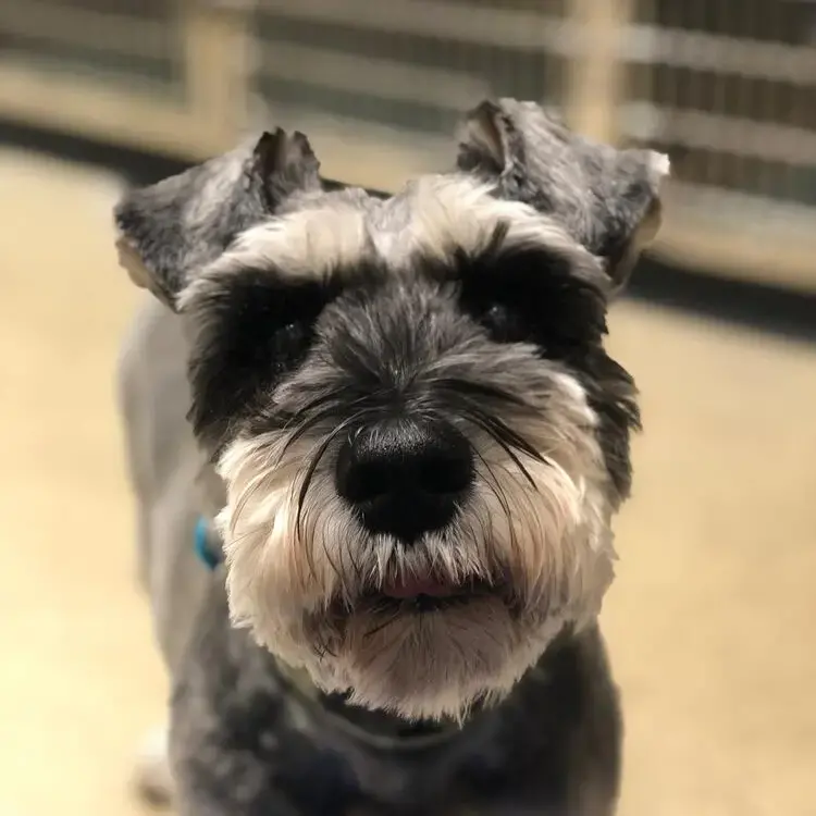 Schnauzer (Miniature)