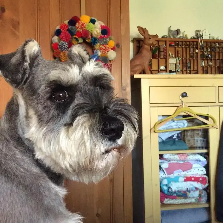 Schnauzer (Miniature)