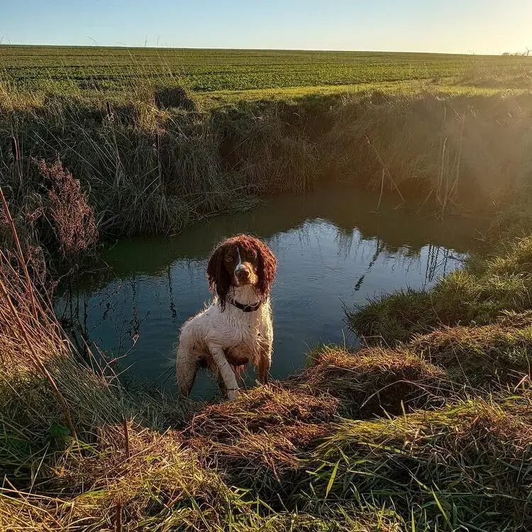 English Springer Spaniel