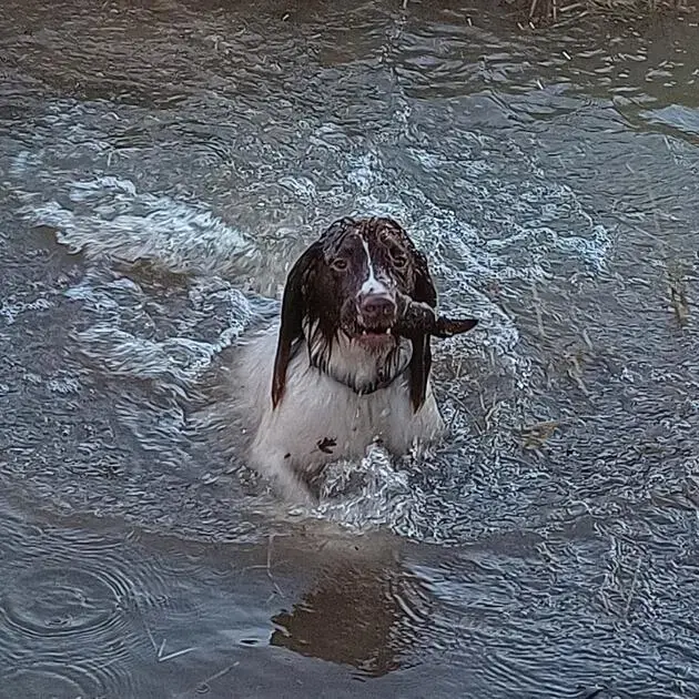 English Springer Spaniel