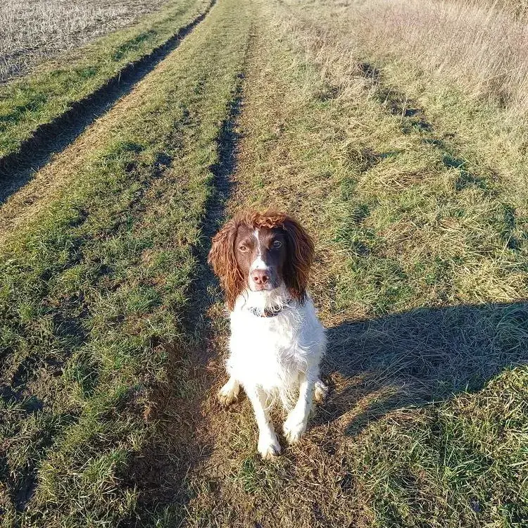English Springer Spaniel