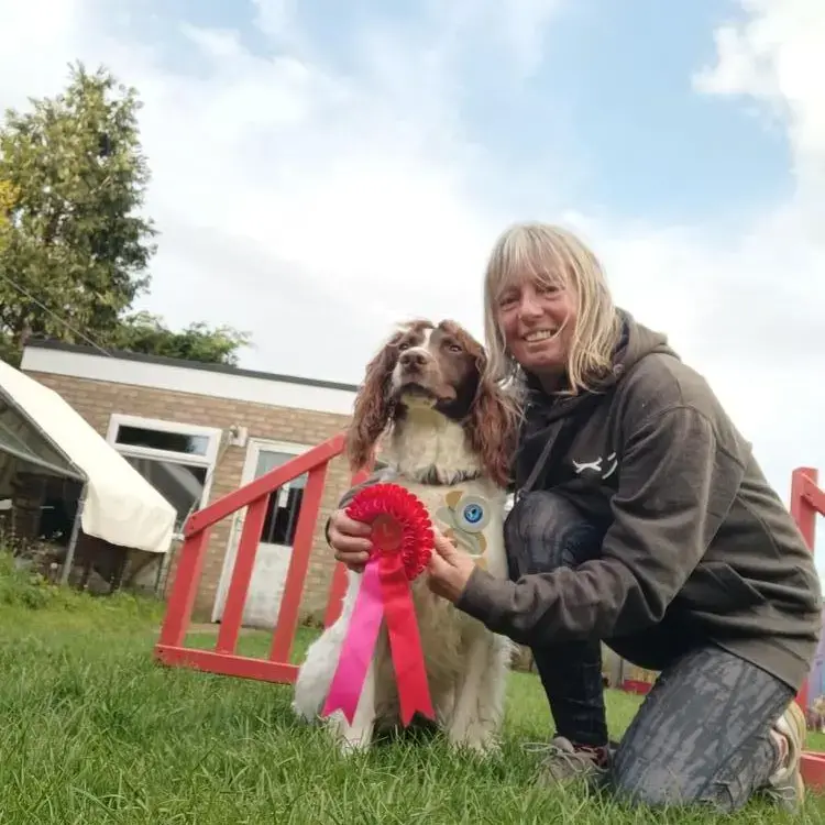 English Springer Spaniel