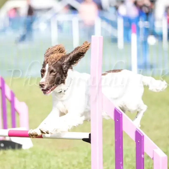 English Springer Spaniel