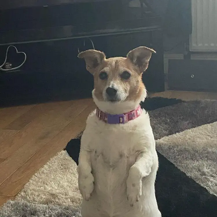 Jack Russell Terrier