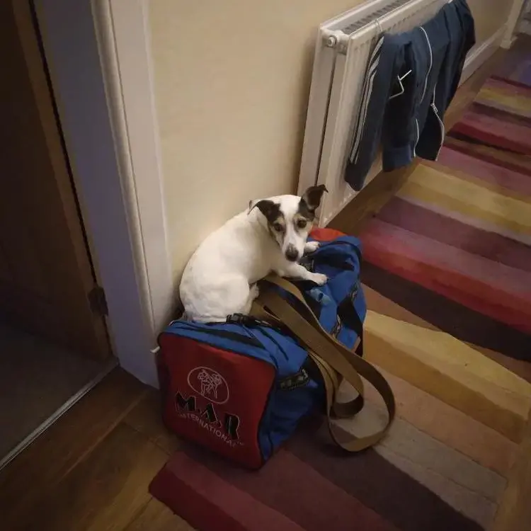 Jack Russell Terrier