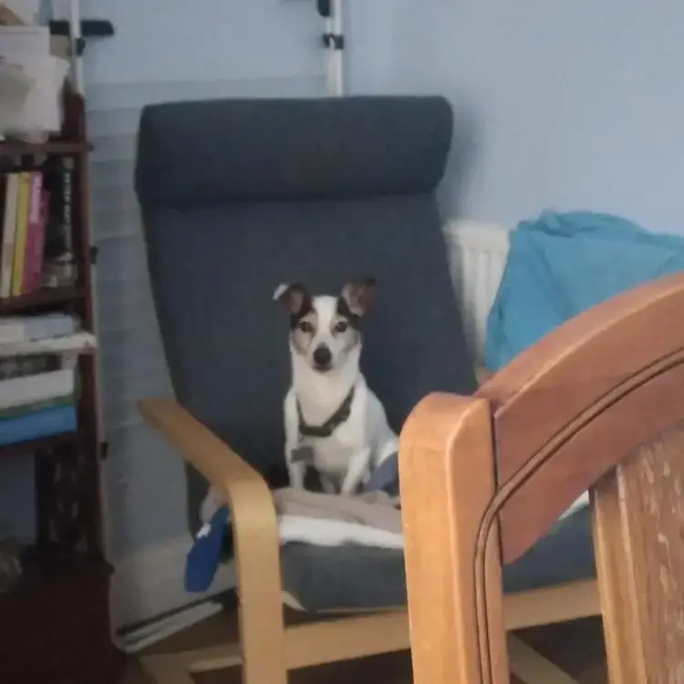 Jack Russell Terrier