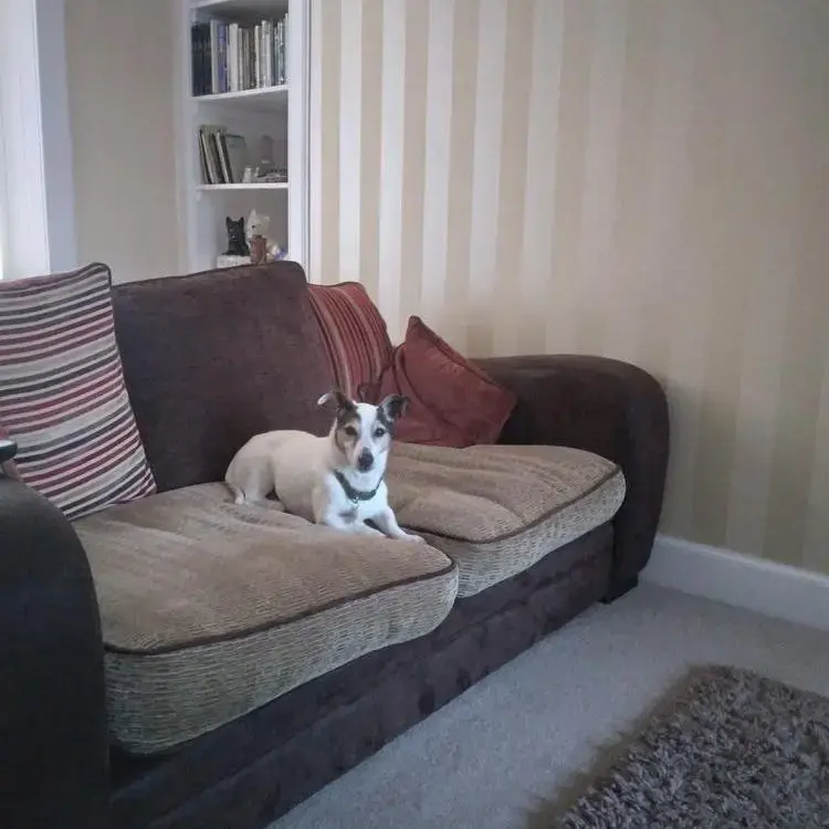 Jack Russell Terrier