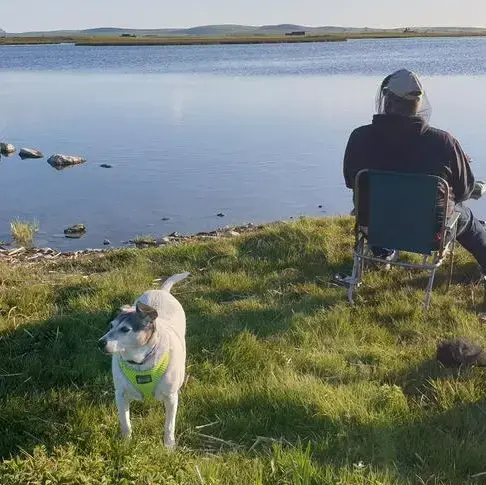 Jack Russell Terrier