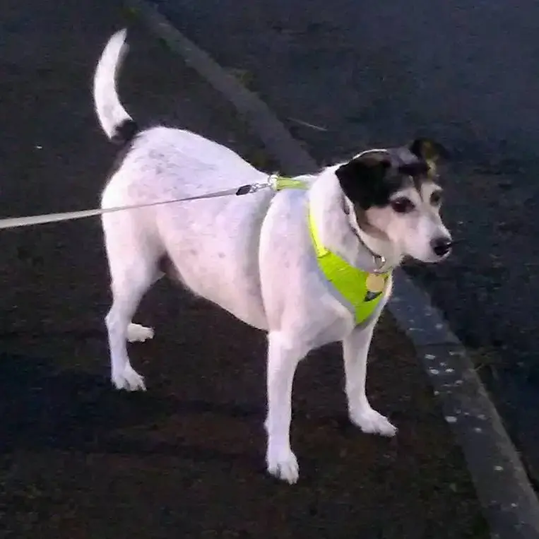 Jack Russell Terrier