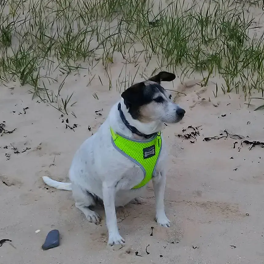 Jack Russell Terrier