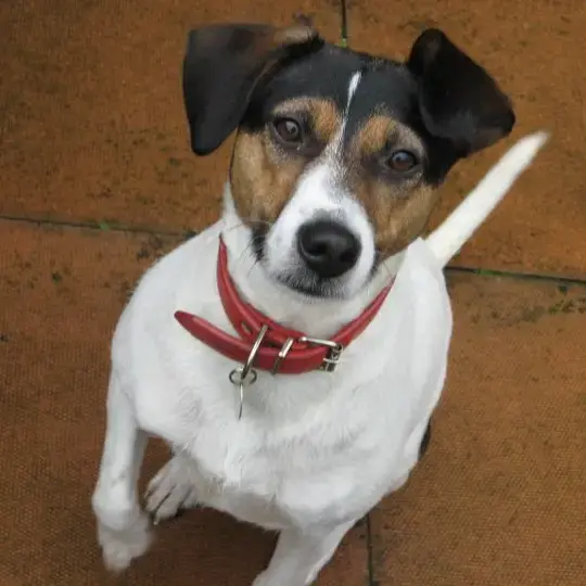 Jack Russell Terrier