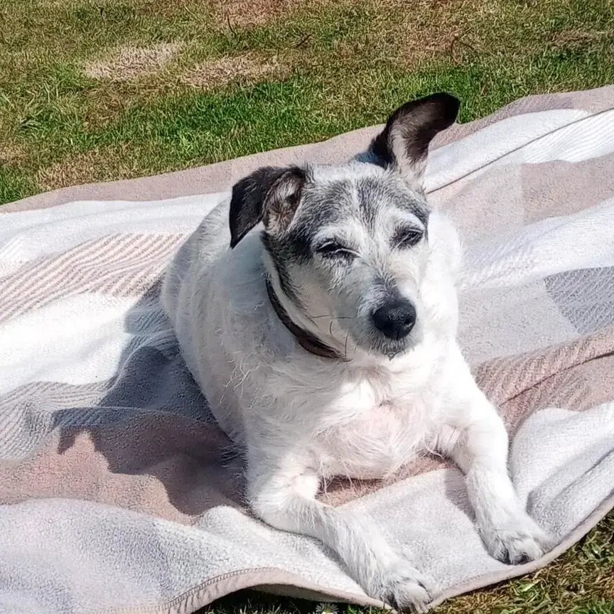 Jack Russell Terrier
