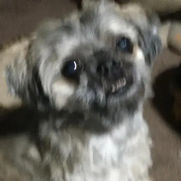 Shih Tzu