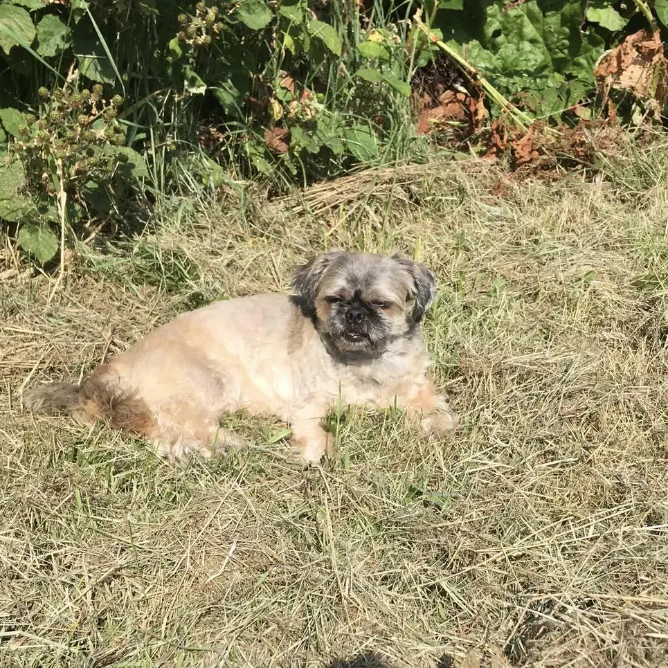 Shih Tzu