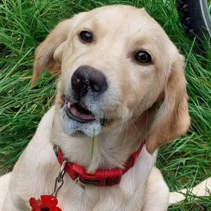 Labrador Retriever