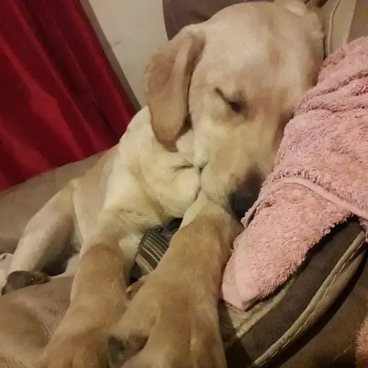 Labrador Retriever