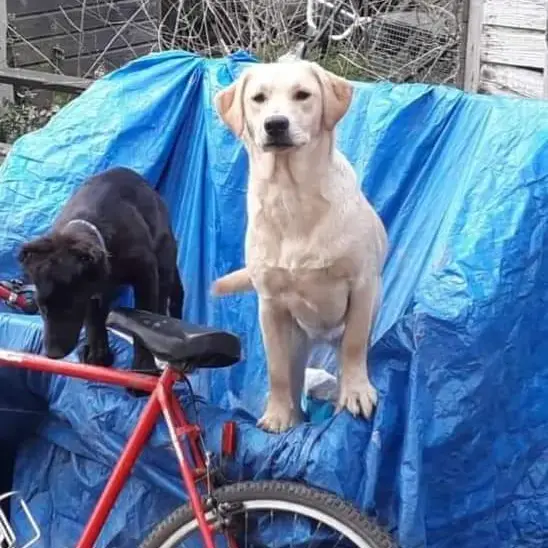 Labrador Retriever