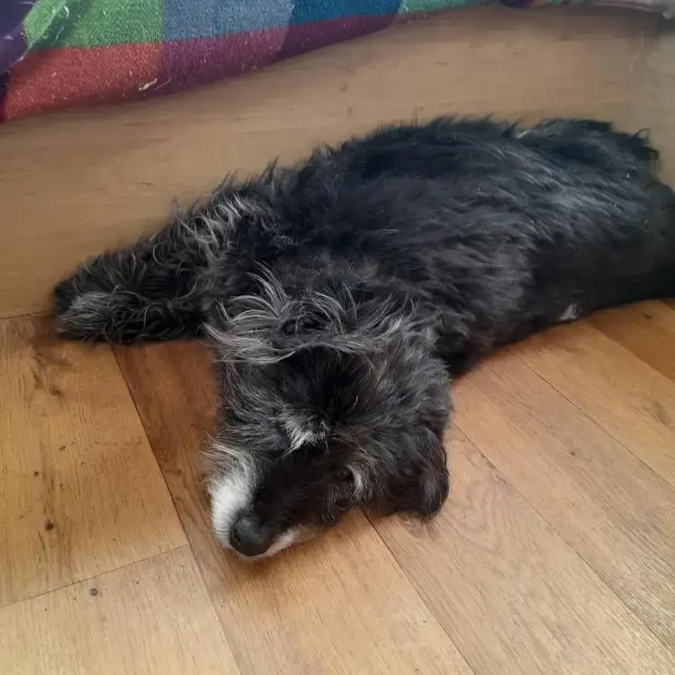 Cairn Terrier