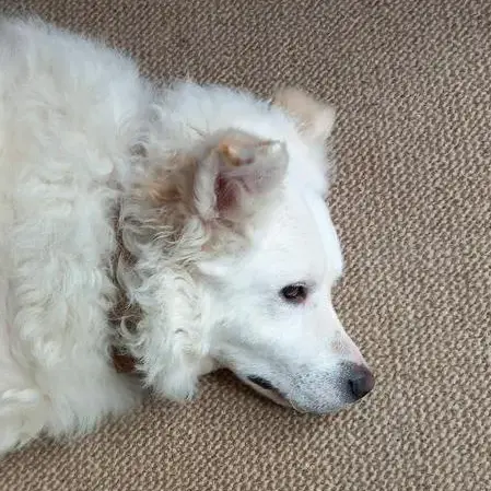 Poodle (Standard)
