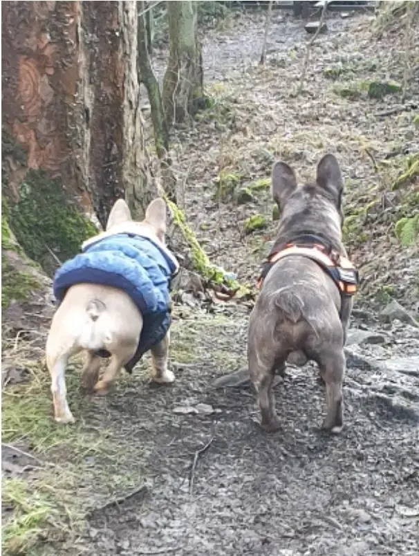 French Bulldog
