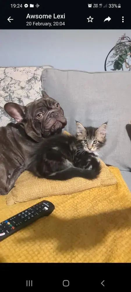 French Bulldog