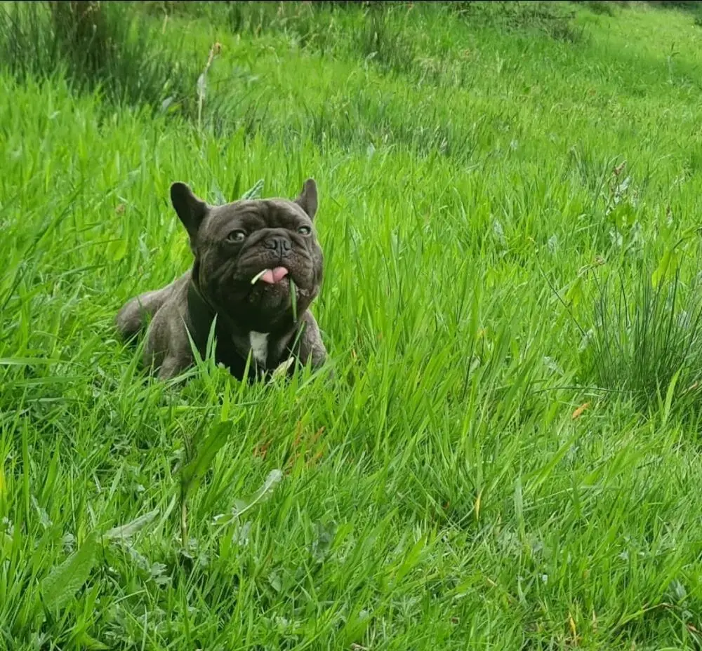 French Bulldog