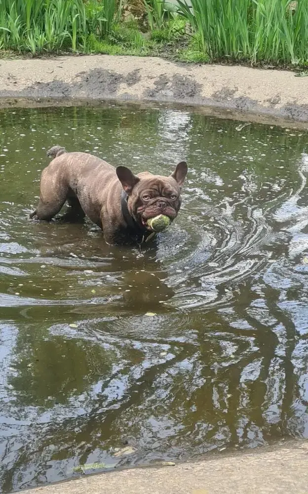 French Bulldog