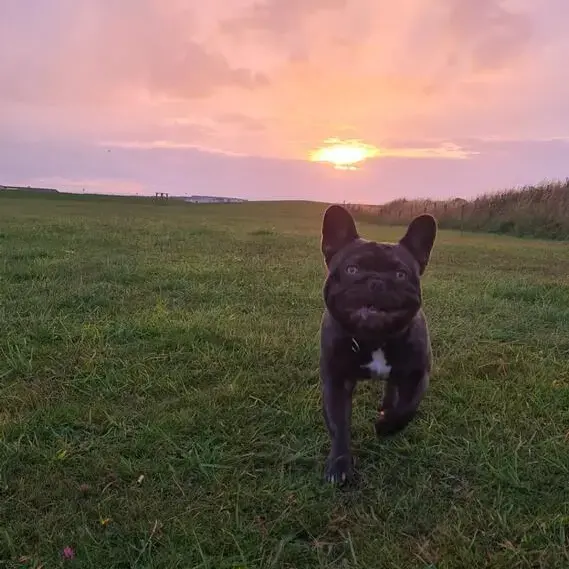 French Bulldog