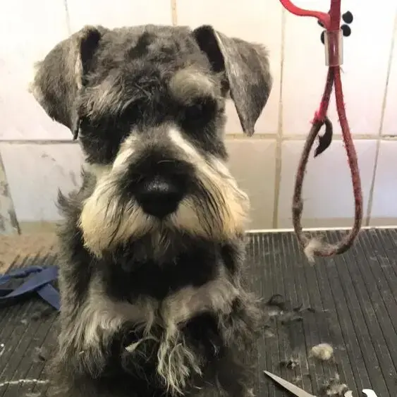 Schnauzer (Miniature)
