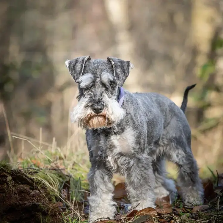 Schnauzer (Miniature)