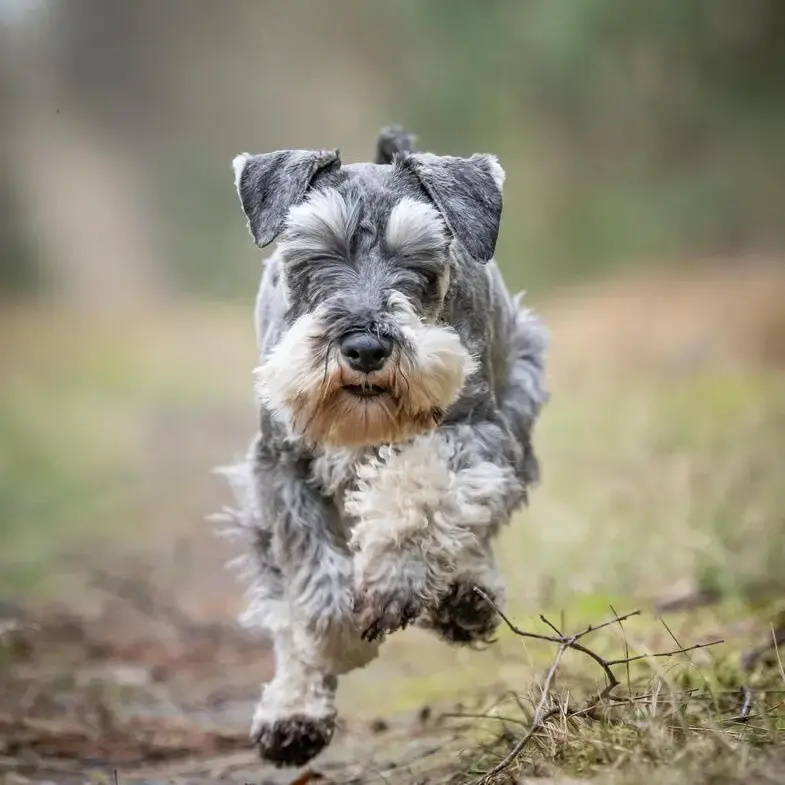 Schnauzer (Miniature)