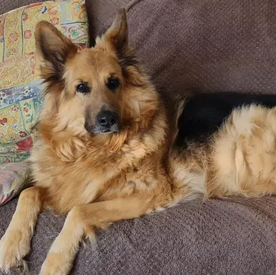 German shepherd purina shop
