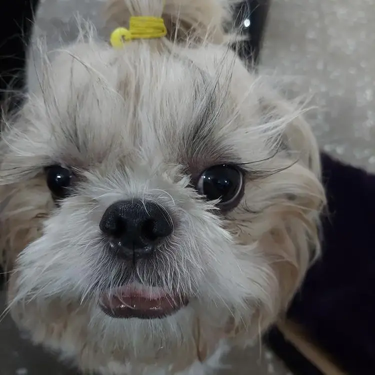 Shih Tzu