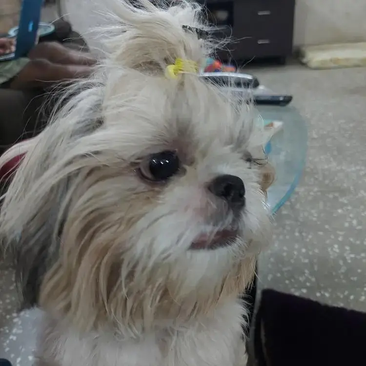 Shih Tzu