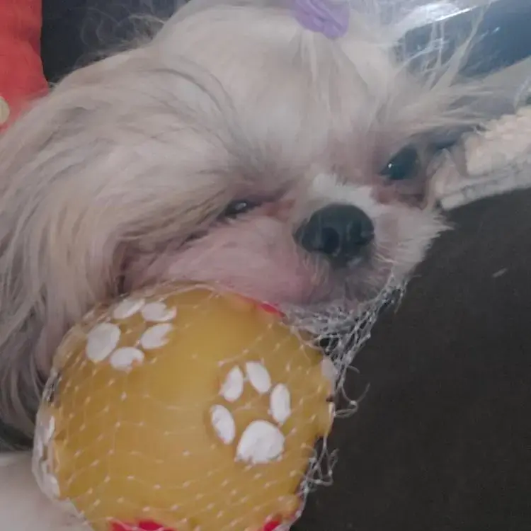 Shih Tzu