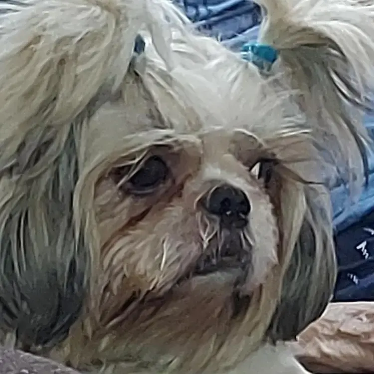 Shih Tzu