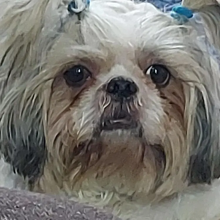 Shih Tzu