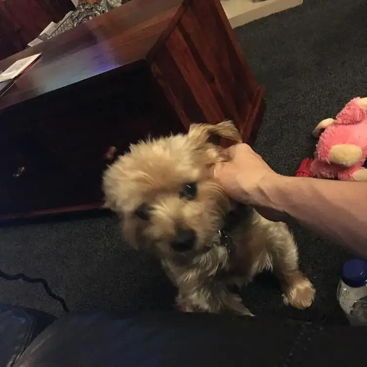 Yorkshire Terrier