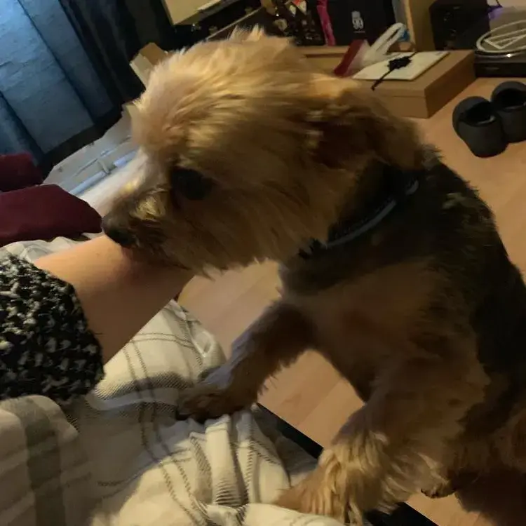 Yorkshire Terrier