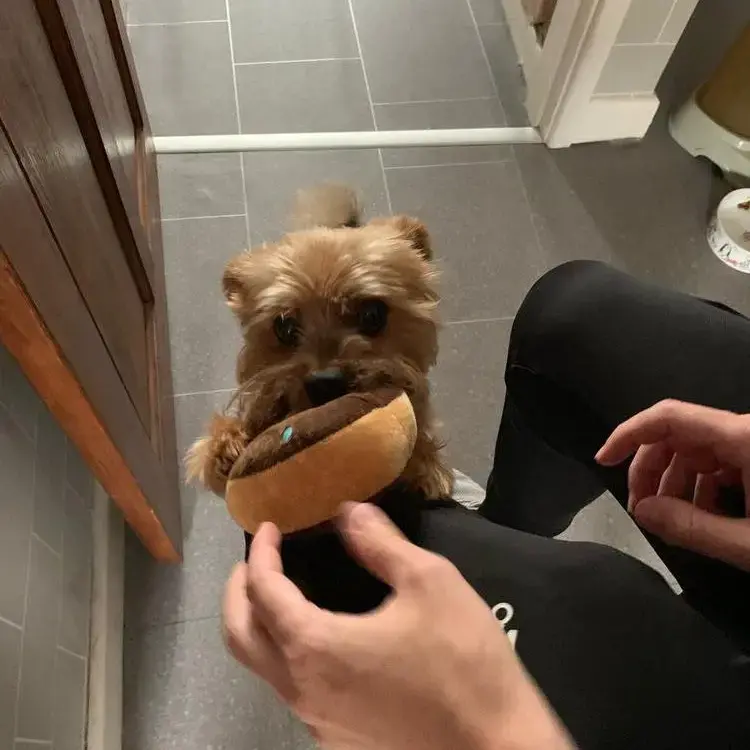Yorkshire Terrier